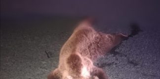 Doi ursuleți loviți mortal de mașină, pe DN 2D