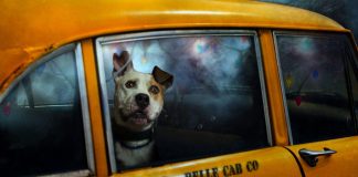 Afacere inedită la Focșani: taxi pentru animale