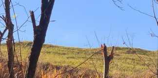 Urs prins într-un laț, la Negrilești. Animalul a fost tranchilizat și eliberat în pădure