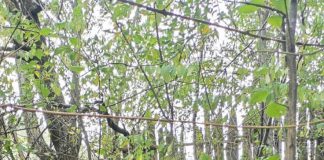 Lupta oamenilor cu ursul: 3 bărbați răniți, animalul mort