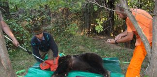 După atacul ursului de la Câmpuri, un specialist explică unde s-a greșit și ce trebuie să facă autoritățile când tranchilizează un urs