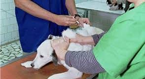 Primăria Adjud angajează un tehnician veterinar