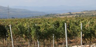 Ce mai scoate Fiscul la licitație: suprafață cultivată cu viță de vie, aparatură electrocasnică de bucătărie, mașini de cusut
