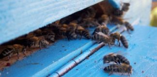 Ajutor de minimis pentru apicultori