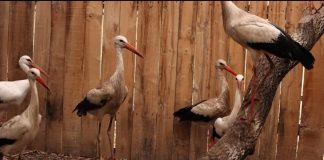 25 de berze vor fi îngrijite până în primăvară la Centrul pentru Reabilitarea Faunei Sălbatice