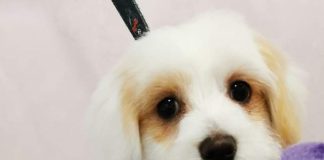 Proiect: animalele de companie ar putea avea acces în instituții publice și în mijloacele de transport în comun