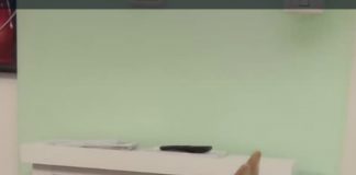 Se caută un câine pierdut. Stăpânii oferă recompensă