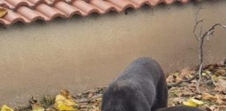 Campanie de sterilizare gratuită a câinilor aflați în proprietatea focșănenilor