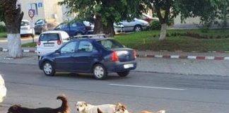 Copilul găsit mort în Mărășești, mușcat de câini