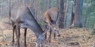 VIDEO Spectacol în pădure cu câteva căprioare
