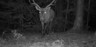 VIDEO ”Parada” animalelor sălbatice din Munții Vrancei în fața camerei de monitorizare