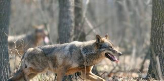 Ziua Sfântului Andrei, Sântandreiul sau Ziua Lupului