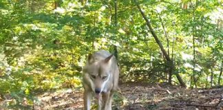 VIDEO Munții noștri aur poartă … un superb exemplar de lup, surprins în Munții Vrancei