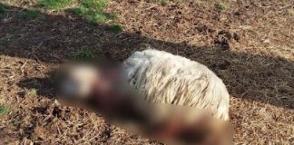 Uciderea animalelor cu intenție, pedepsită de codul penal