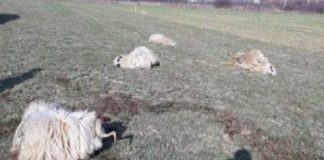 A intrat cu tractorul în animale și s-a ales cu dosar penal