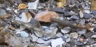 VIDEO Spectacolul naturii, în Parcul Natural Putna Vrancea – boiștea păstrăvilor