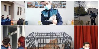 FOTO Deținătorii de câini și pisici din Vidra și Gugești, instruiți cum să se poarte cu animalele