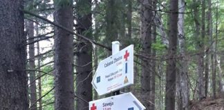 Bărbatul peste care a căzut un arbore, la Soveja, a decedat