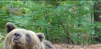 VIDEO Urs surprins într-o pauză de scărpinat
