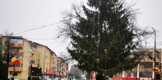 S-a rezolvat problema traficului din Panciu, cu bradul în mijlocul intersecției: au ”tuns” bradul
