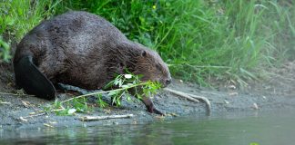 Bine ai venit în Vrancea, domnule castor!