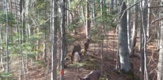 VIDEO Ciute la plimbare, în Munții Vrancei