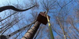 VIDEO Păsările au nevoie de cuiburi pentru creșterea puilor