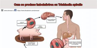 Autoritățile veterinare: NU riscați să vă îmbolnăviți! Efectuați examenul trichineloscopic!