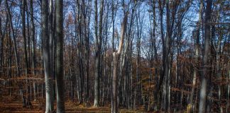 Noi propuneri europene de prevenire a defrișărilor