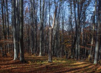 Noi propuneri europene de prevenire a defrișărilor