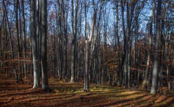 Noi propuneri europene de prevenire a defrișărilor