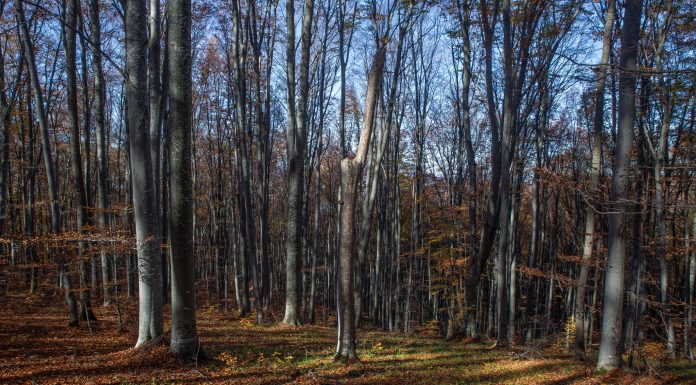 Noi propuneri europene de prevenire a defrișărilor