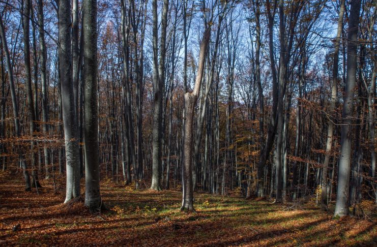 Noi propuneri europene de prevenire a defrișărilor