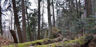 Senatul a adoptat proiectul ce vizează combaterea tăierilor ilegale de pădure / Camera Deputaților, for decizional