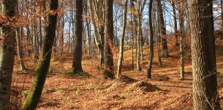 Arborii din Parcul Natural Putna, verificați cu tehnologie modernă