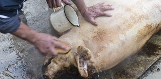 20 decembrie – ziua de ignat