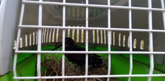 VIDEO Un sitar norocos