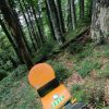 verificare arbori
