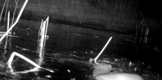 VIDEO O vidră jucăușă în Lunca Siretului