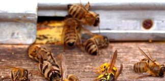 Undă verde de la MADR pentru folosirea insecticidelor interzise în UE pentru că omoară albinele