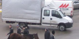 Animalele lăsate nesupravegheate, periculoase pentru siguranța traficului rutier