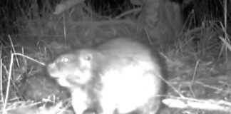 VIDEO Scene din viața unei familii de castori, în Lunca Siretului