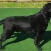 labrador negru 1