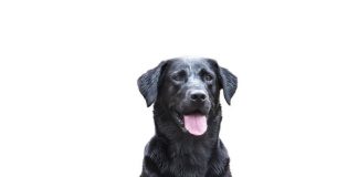 Se caută un câine rasa Labrador, de culoare neagră, în Focșani