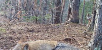 VIDEO Viața lupilor, de zi cu zi, în Munții Vrancei