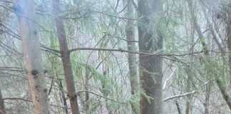 Adolescentă aflată în plasament a plecat de la domiciliu și a fost găsită în pădure, la mare distanță de casă