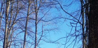 Bărbat prins în flagrant în timp ce tăia copaci din pădure