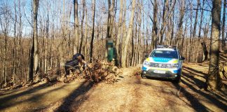 Amenzi și confiscări de lemne, în ultimele 3 zile