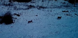 VIDEO Imagini rare: o femelă râs cu doi pui, în Munții Vrancei