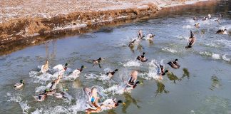 Nu hrăniți rațele sălbatice cu pâine!
